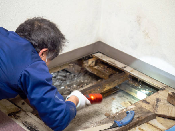 Best Mold Remediation Services  in Mcalester, OK