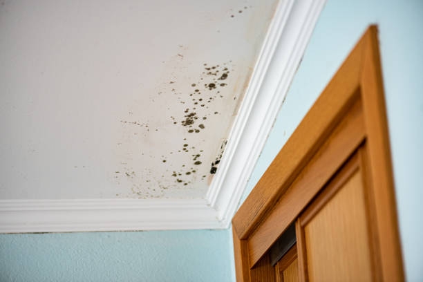 Best Home Mold Removal  in Mcalester, OK