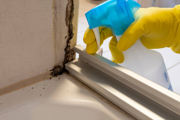 Home Mold Removal in Mcalester, OK