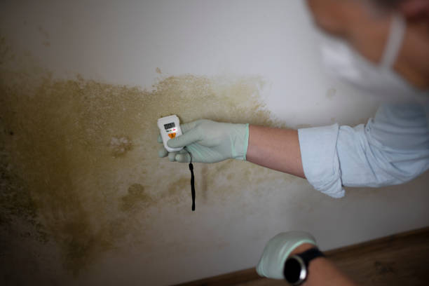 Best Professional Mold Removal  in Mcalester, OK