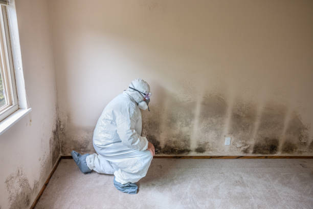 Best Mold Removal Near Me  in Mcalester, OK