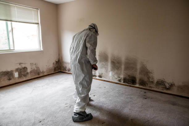 Best Emergency Mold Removal  in Mcalester, OK