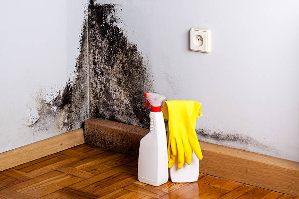 Best Black Mold Removal  in Mcalester, OK