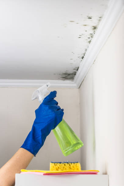Best Mold Removal Company Near Me  in Mcalester, OK